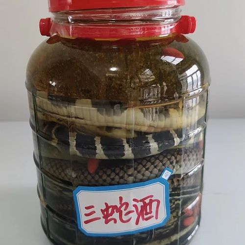 三十载养殖传承，原产地直供 广西三蛇酒与风湿疼痛的食养之道