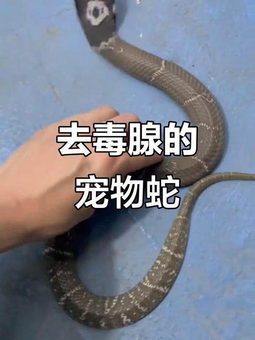 去毒之舞 人工养殖眼镜蛇的表演化利用与伦理反思