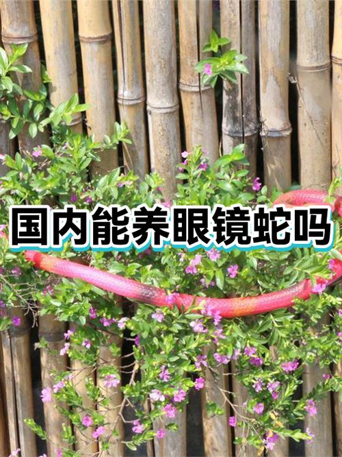 国内能养眼镜蛇吗？养殖眼镜蛇的法律法规与安全指南