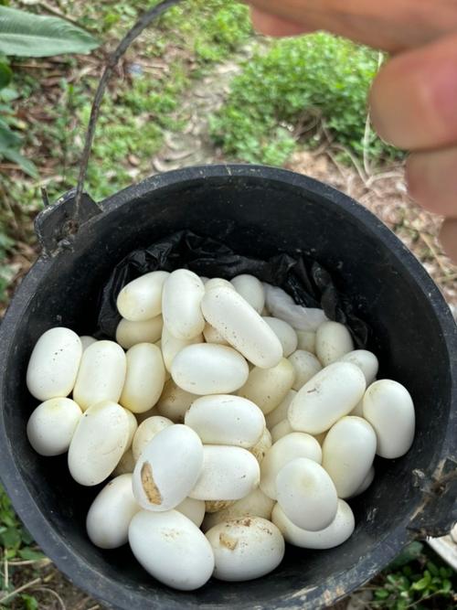 探秘南宁江南区特种养殖 9元一枚的水律眼镜蛇蛋，背后是怎样的产业？
